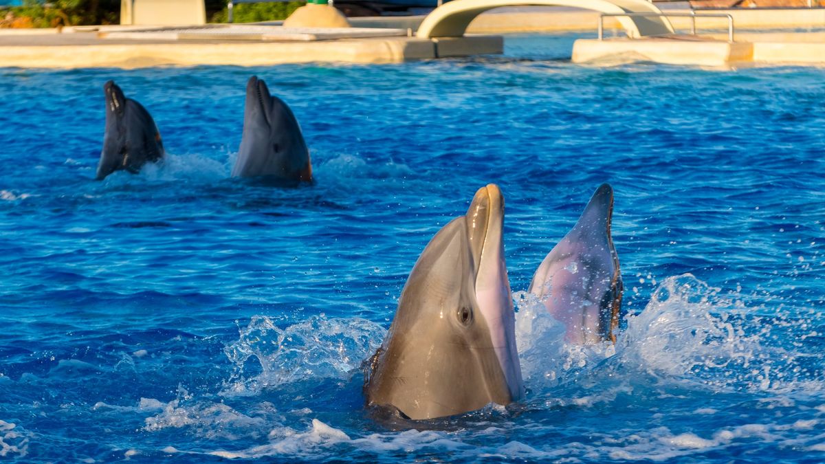 Zvířata a rysy osobnosti. Studie odhalila podobnost mezi delfíny a lidmi